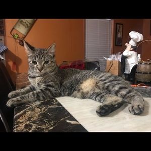 Meet your Posher, Cesar